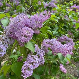 Meet your Posher, Viktoriya